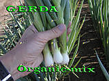 Насіння, Лук на зелень (на перо) ГЕРДА/GERDA, ТМ SEMO, 500 грамів (орієнтовно 200 000 насіння), фото 3