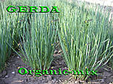 Насіння, Лук на зелень (на перо) ГЕРДА/GERDA, ТМ SEMO, 500 грамів (орієнтовно 200 000 насіння), фото 4