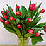 Яскравий тюльпан зрізаний Kung Fu (Кунг-Фу), фото 4