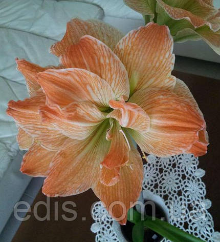 Гіппеаструм махровий Exotic Nymph (Екзотик Німф) 1 цибулина 24/26 + ( подарункова упаковка ), фото 1