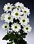 Хризантема ромашковидная біла Bacardi (Бакарді), фото 2