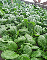 Насіння шпинату Боа F1 (Boa F1) 25000 насінин, Rijk Zwaan