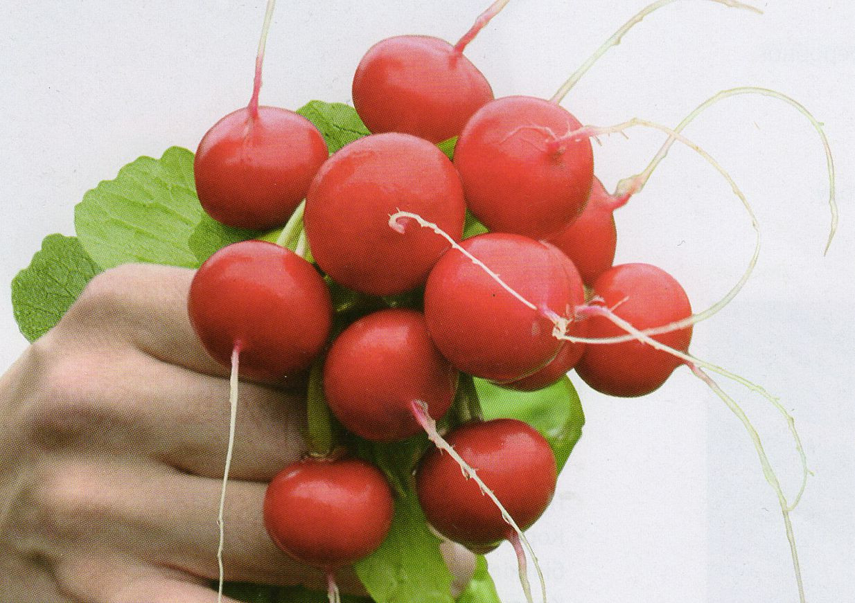 Насіння редису Ронділ F1 (Rondeel), 250 р., Rijk Zwaan, фото 1