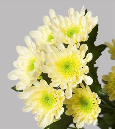 Кремовая хризантема ромашковидная Radost Cream (Радость кремовая), цена ...