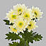 Кремова хризантема ромашковидная Radost Cream (Радість кремова), фото 2