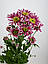 Кустка біло-бордова хризантема Saba (Саба), фото 3
