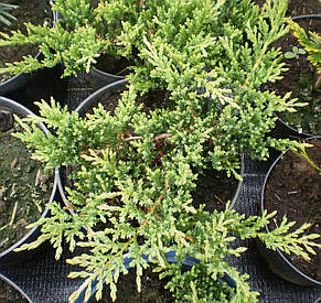 Ялівець горизонтальний Принц Оф Уельс \ Juniperus Prince of Wales (С 1.5) саджанці, фото 3