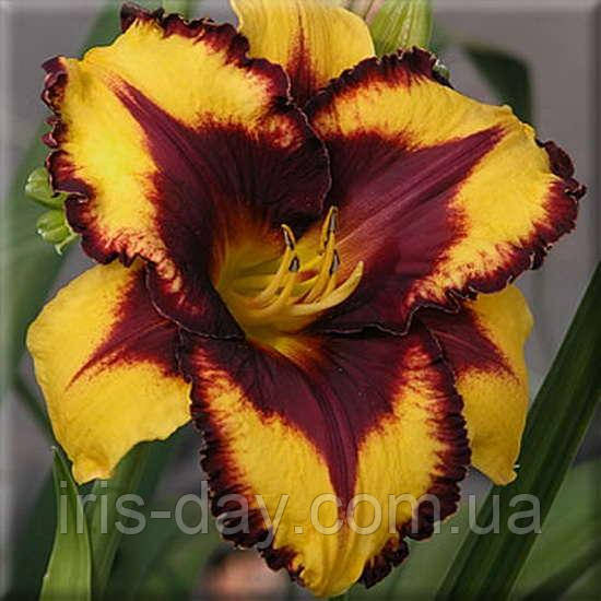 Лілейник Goldenzelle Голдензіле (сажінці), фото 1