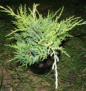 Ялівець середній Мінт Джулеп \ Juniperus chinensis 'Mint Julep' ( С 1.5л) саджанці, фото 2