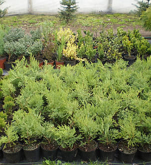 Ялівець середній Олд Голд \ Juniperus media Old Gold ( С 1.5 л) саджанці, фото 3