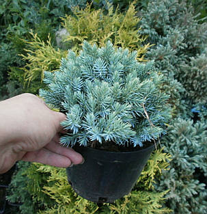 Ялівець лускатий Блю Стар/Juniperus squamata Blue Star (С 1.5 л) саджанці, фото 2