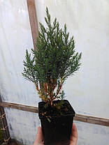 Ялівець китайський Стрікта \ Juniperus chinensis 'Stricta' (С1.5л ) саджанці, фото 3