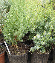 Ялівець китайський Стрікта \ Juniperus chinensis 'Stricta' (С1.5л ) саджанці, фото 2