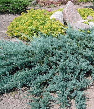 Ялівець горизонтальний Бар Харбор \ Juniperus horizontalis Bar Harbor (С1.5л ) саджанці, фото 2