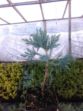 Ялівець горизонтальний Бар Харбор \ Juniperus horizontalis Bar Harbor (С1.5л ) саджанці, фото 2