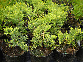 Ялівець середній Голден Саусер \ Juniperus media Golden Saucer ( С1.5л ) саджанці, фото 4