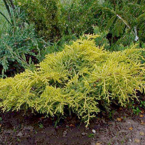 Ялівець середній Голден Саусер \ Juniperus media Golden Saucer ( С1.5л ) саджанці, фото 3