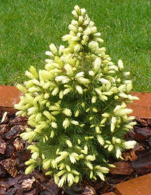 Ялина коніка Вайт Дейзі \ Picea glauca Daisy White ( С2л) саджанці, фото 1