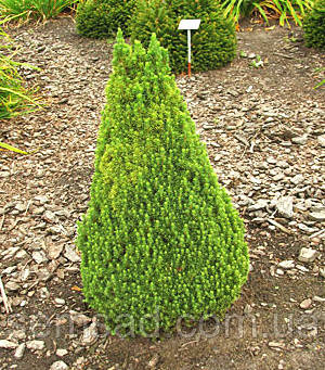 Ялина канадська Коніка \ Picea glauca ( С1.5л) саджанці, фото 1