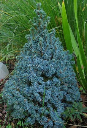 Ялина канадська Сандерс Блю \ Picea glauca Sanders Blue ( 1.5 л) саджанці, фото 1
