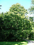 Ліщина деревовидна (ведмежий горіх) Р9, фото 2