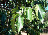 Ліщина деревовидна (ведмежий горіх) Р9, фото 6