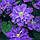 Клематис Blue Explosion 9, фото 3