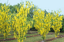 Бобовник анагіролистний " Вози " \ Laburnum anagyroides Vossii ( саджанці 2 роки), фото 3