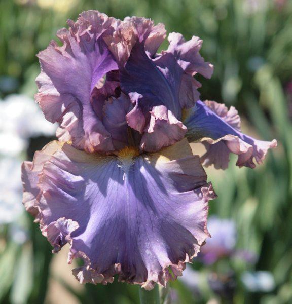 Ірис French Lavender Френч Лавандер (Painter 2010) (саджанці)