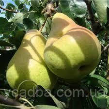 Груша Говерла (осіння), фото 1