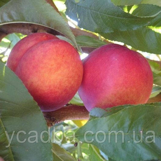 Нектарин NJC 19 (середньостиглий), фото 1