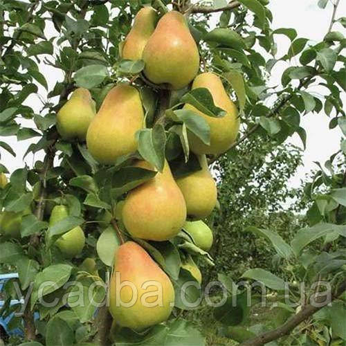Груша колоноподібна Г-3 (пізня), фото 1