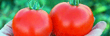 Насіння томату Мамако F1, 500 насінин, фото 2