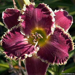 Лійник Spacecoast Sharp Tooth Спейскоаст Шарп Тус (Kinnebrew 2002) (сажці)