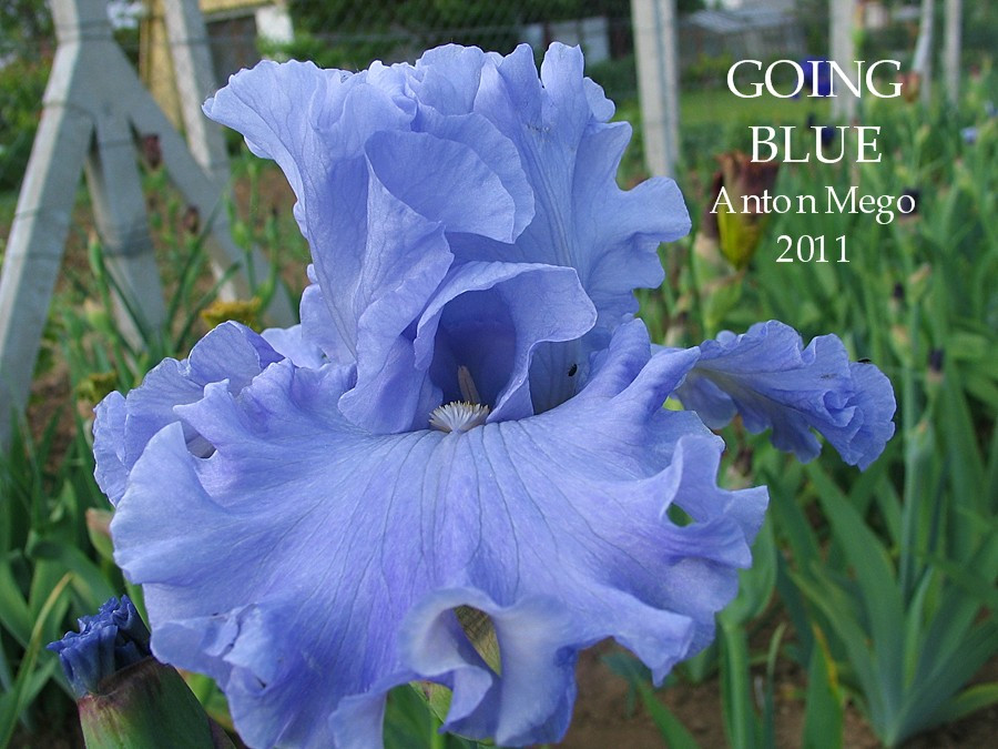 Ірис Going Blue Гоїн Блу (Mego 2012) (саджанці)