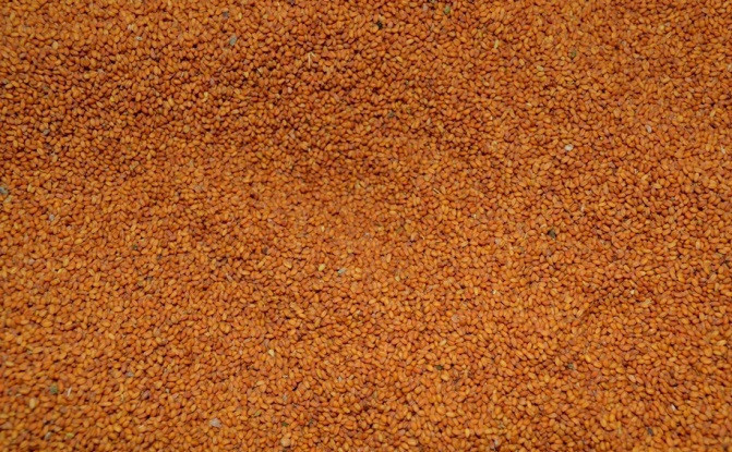 Рижій для діабетиків (насіння), 1кг.
