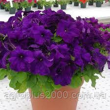 Насіння Петунія великоквіткова Танго F1 Синя 100 насінин Hem Genetics