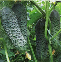 Насіння Огірок самоопилювальний Еколь F1, 100 насіння Syngenta Агропак, фото 2