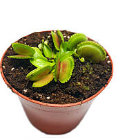 Растение Хищник Венерина мухоловка Дентата AlienPlants Dionaea muscipula Dentate размер S(SUN0017CP)