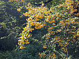 Піроканта Soleil d"Or "Сонечко золоте" - насіння, ціна за 10шт, фото 2