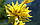 Пелюстка жовта (Gentiana lutea, Great Yellow Gentian), корінь 50 грамів, фото 3