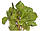 Грушанка , трава грушанки 50 грамів, фото 3