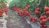 Агіліс F1 500 шт. насіння томата високорослого Enza Zaden Голландія, фото 2