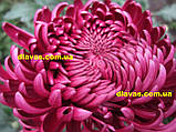Хризантема великобарвкова ГІЛБЕРТ зрізна, фото 6