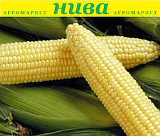 Спіріт F1 насіння кукурудзи Syngenta 20 г