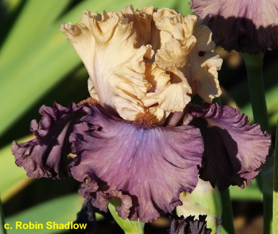 Ірис High Chancellor Хай Чанселор (Blyth 2014) (саджанці), фото 1