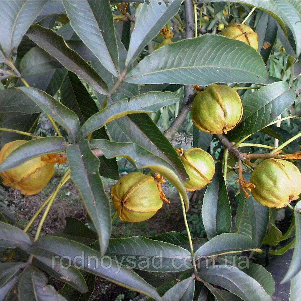 Карія овальна насіння (10 шт) (Carya ovata) горіх гікорі яйцевидний