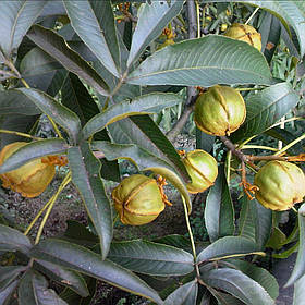 Карія овальна насіння (10 шт) (Carya ovata) горіх гікорі яйцевидний