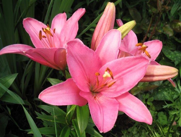 Клубни лилии Л/А "Алгарве", 1 шт, "Флорекс Би Ви", Нидерланды.