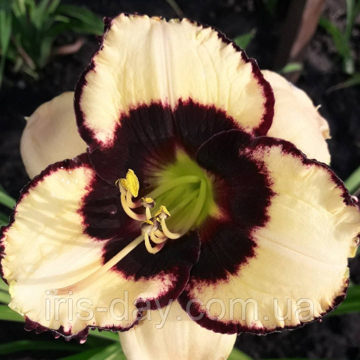 Лілейник Mona Liza Мона Ліза (Пікалова 2011) (сажінки), фото 1